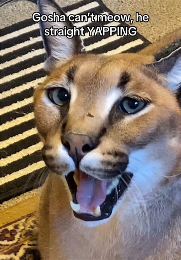 Gosha the Chirping Cat: A Unique Communication Style