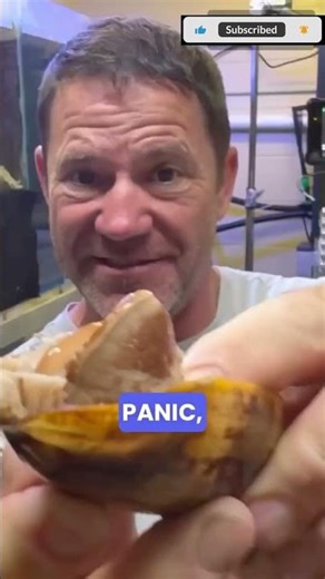 The Tiny Shell That Can Kill You in Seconds 😳#DeadlyAnimals #OceanFacts #ConeSnail #NatureIsWild