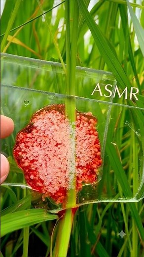 🐌 ASMR Crushing Snail Eggs 🥚💥 | The Most Satisfying Crunch Ever! #Shorts