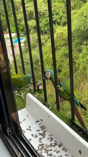 Chestnut fronted macaw mini macaws