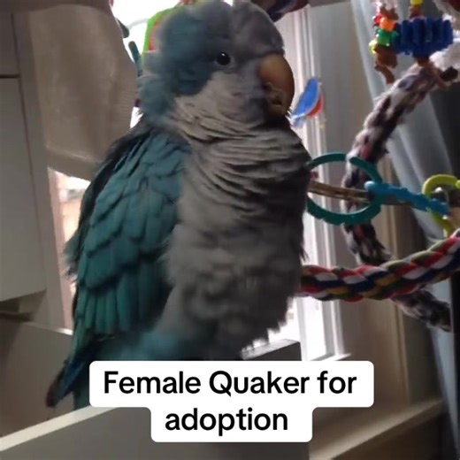 Adopt a Quaker Parrot: Your New Talking Companion