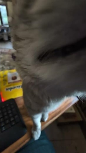 Boston checking out the phone