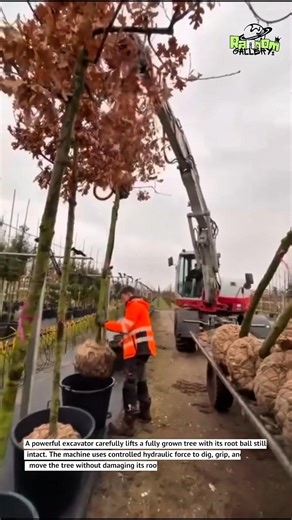 Amazing Tree Transplanting Machine That Moves Giant Trees Without Killing Them