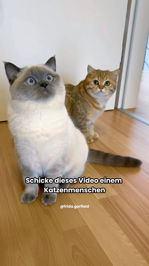 1.8M views · 22 reactions | Katzenliebe  Heute mal auf Deutsch!...