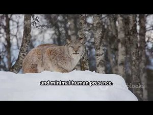 Lynx: Ghost Cat of the Northern Forests