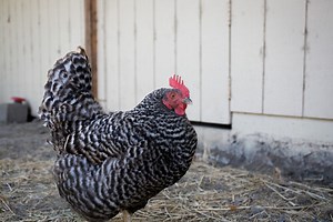California Gray chicken hatcheries and breeders — The Featherbrain
