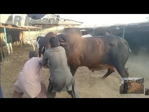 Belgian Blue & Brahman Bull Unloading || Samman Cattle Farm