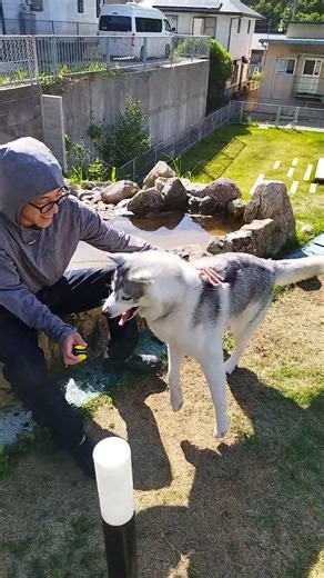 #husky DOG RUN SANDA Ｄ PARK ハスキー ドッグラン サンダDパーク シモン
