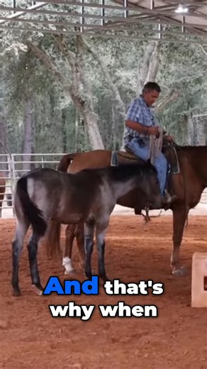 15K views · 337 reactions | Transforming Fear into Leadership_ Mastering Horse Behavior | Tim Anderson Horse Training | Facebook