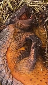 358K views · 8.5K reactions | Juanita the screaming hairy armadillo has a hard time waking up after the time change. Can anyone relate? | Cincinnati Zoo & Botanical Garden | Facebook