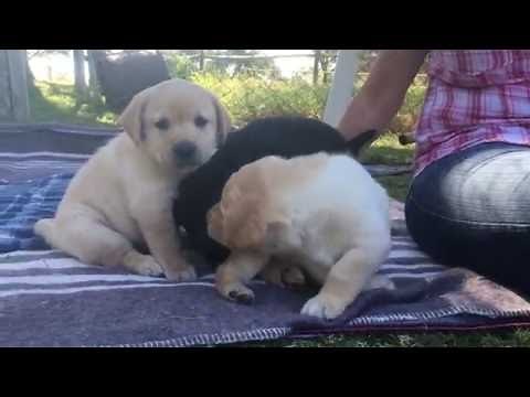 5-week-old Labrador puppies
