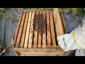 Drone Laying Queen Bee Update Beekeeping UK 2025