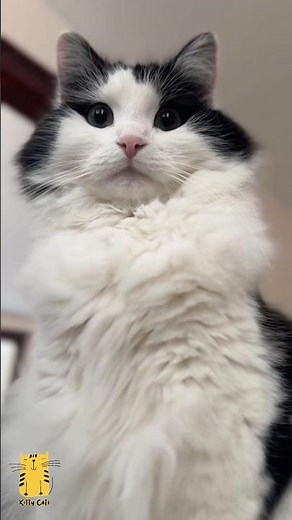 Funny Cat & Cute Kittens882😻 #shorts #kucing #kucinglucu #funny #pet #cat #foryou #viral #viralvideo