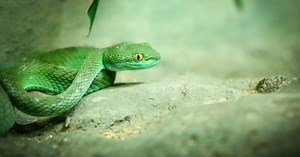 High-speed video captures rapid viper strikes in the wild