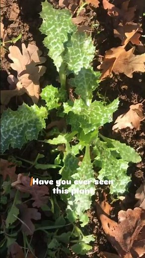 Milk thistle is a wild plant known for supporting liver health and antioxidant protection. #ytshorts