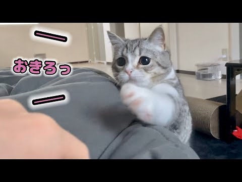 朝ご飯は用意したのに二度寝を許してくれない猫…！