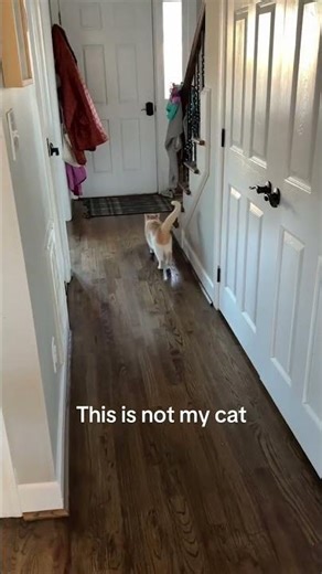 Apparently there really is a cat distribution system #feralcat #rescuecat #straycat @wearewildcoast