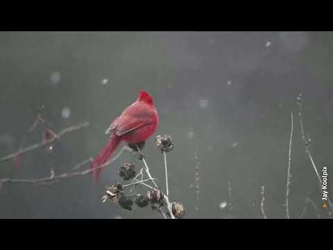 Cardinal bird feeds during snowfall in U.S.
