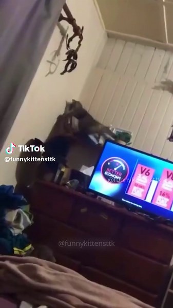 Funny Kittens 😹😻🇺🇲 (@funnykittensttk) - Funny Cat Compilation: Hilarious Moments for Cat Lovers