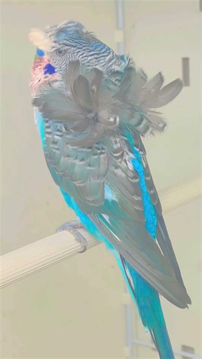 Blackwing helicopter male 😊