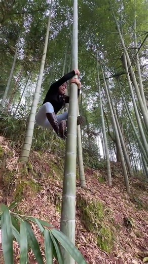 Tree climbing spikes