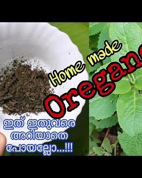 homemade oregano |homemade recipe |easy recipe |CRAFTY COOKIES |