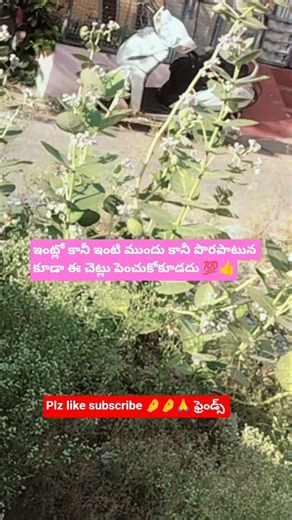 💯 ఇంట్లో కానీ ఇంటి ముందు కానీ పొరపాటున కూడా ఈ చెట్లు పెంచకూడదు,#telugushort#astrology#trending#viral