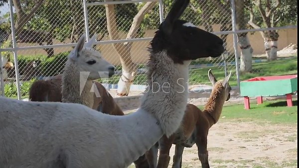 A Brown and white Alpaca full body standing in front In pakistan Zoo. Face close up. A herd of Llamas and alpacas are eating greens and grass. Herds of alpacas in the pakistani zoo. Beautiful Footage.