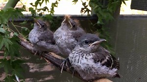 8.5K views · 234 reactions | It’s Fledgling Friday! Although they...