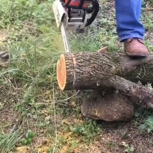 Making a Decorative Bell Jar from Wood! | Nature World
