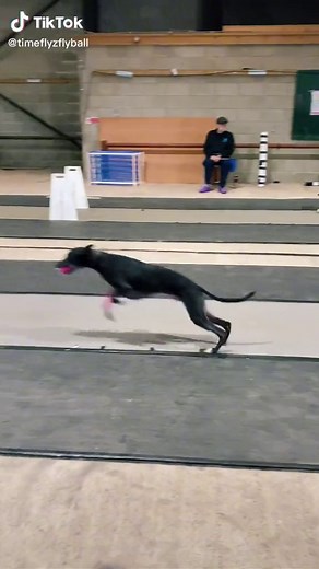 Meet the dogs from TimeOut #flyball #flyballdogs #fyp #flyballuk #flyballdogsoftiktok #dogvideos #dogsport #fastdogs