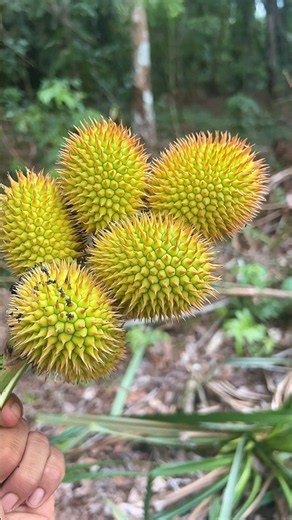 Buah pandan hutan yang sangat cantik 😍😍😍😍😍😍😍