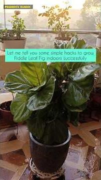 Unique Indoor plant: Fiddle Leaf Fig