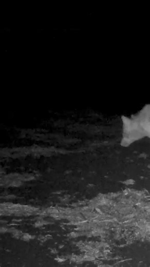 25K views · 699 reactions | Elusive Coastal Wolves.I recently spent...