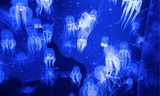 Jellyfish Reproduction: How Exactly Do They Reproduce?