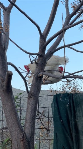 🐔🌳 Why Are These Chickens Sitting in a Tree?! 😳