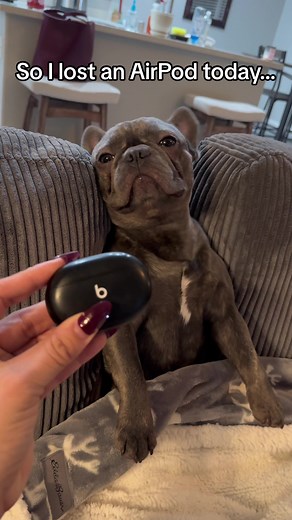 Lost AirPod - Funny Frenchie Search Adventure!