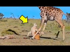 Giraffe ATTACKS lioness and SEE what happened