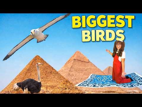 The Biggest Birds in the World! 🦅 Magic Carpet Adventure with Soso