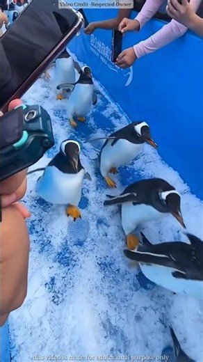 Crowds gather to see these penguins like they are celebrities 😱 #shortvideo #viralvideo