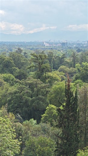 Magníficas vistas de la zona de Polanco desde el Castillo de Chapultepec #ChapultepecNaturalezaYCultura #CDM | La Mágica Ciudad de México