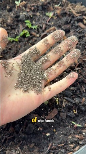 How to grow chia seeds 🌱
