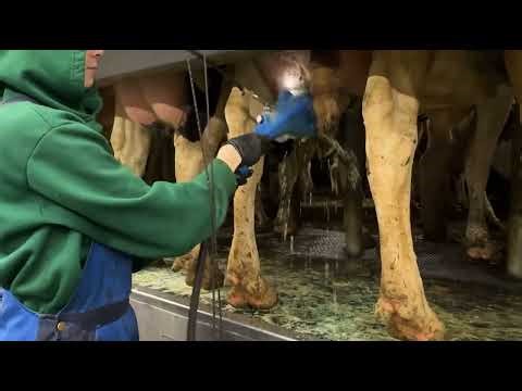 This Robot Milks Cows by Itself! Inside a Fully Automated Dairy Farm 🤖🐄