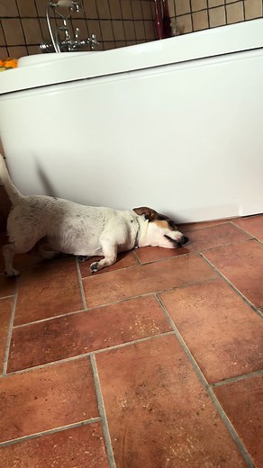 Non importa se ci sono 40 gradi all’ombra, il phon dopo il bagno è obbligatorio 😂 #jackrussell #jackterrierrusell #dogsoftiktok