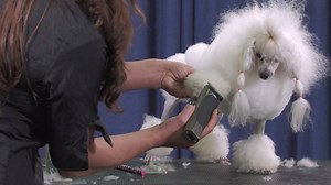 Who doesn't love a good poodle? and Pom-Poms can be tough! How do you cut the pom-poms on your poodles? Scissoring? Clippers? | Groomer TV