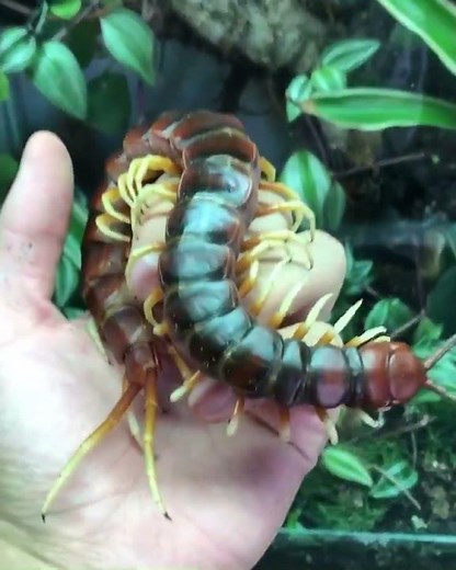 The largest centipede species in the world, the Amazonian giant centipede.