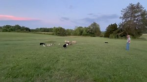 11K views · 186 reactions | Roy working ducks, Ty working sheep, Ben working goats | The Quack Pack USA | Facebook