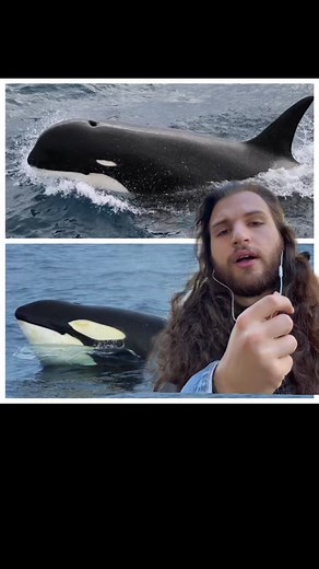 Replying to @itsaqueerspiracy Introducing the Type D Killer Whale, the enigma of the sea and species #foryou #fyp #xyzbca #orcatok #killerwhale #orca #whales #greenscreen