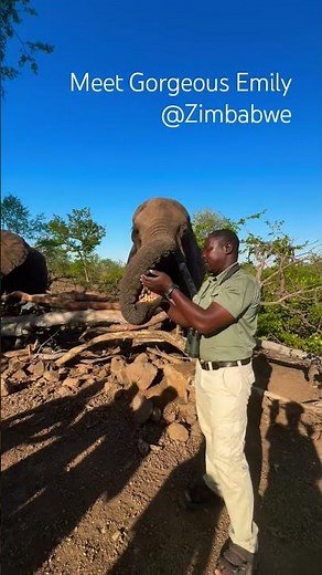 Elephant Interaction session. Meet Emily & her herd.. #wildlifeZimbabwe
