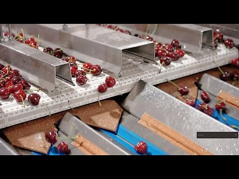 Reemoon Cherry Sorting Line